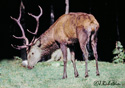 Cervus elaphus